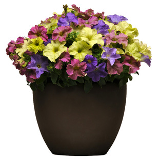 进口大花矮牵牛种子梦幻春季播室内阳台盆栽四季花园易种花卉花籽