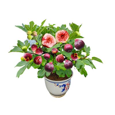 无花果树果苗特大果盆栽南北种植