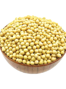 纳豆专用黄豆当季新货小粒芽豆