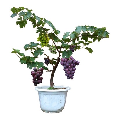 葡萄苗巨峰葡萄树苗阳光玫瑰