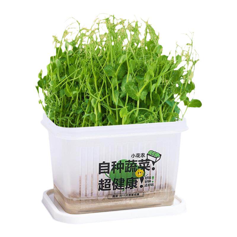 幼儿园儿童节礼物种植小盆栽家庭室内水培蔬菜植物观察豆芽种子