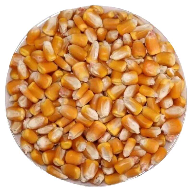 山东新货干玉米粒饲料酿酒打窝