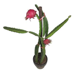 红心红肉火龙果苗南北方种植盆栽地栽庭院阳台果树苗带根当年结果