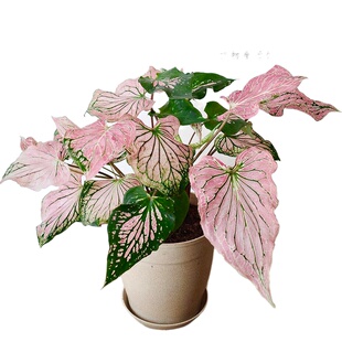 彩叶芋甜心白色恋人粉色和声飞溅雪后五彩芋客厅阳台观叶盆栽绿植