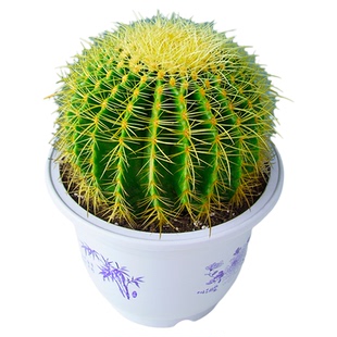 金虎仙人球类金琥办公室内盆栽仙人掌盆栽大号金冠植物超大颗好养