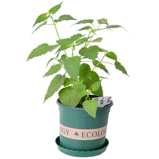 带土藿香种子种籽孑苗秧盆栽叶可食用菜苗药材中药中草药种植小