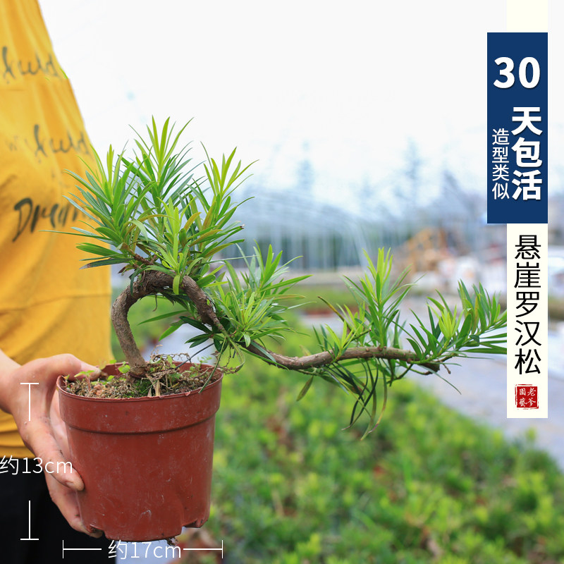 罗汉松雀舌老桩树苗悬崖临水造型庭院盆栽绿植四季常青好养办公室