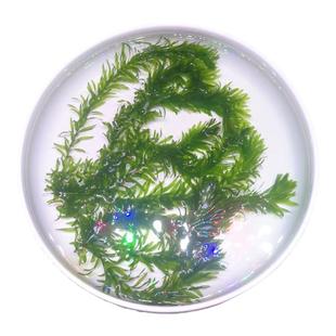 净水植物蜈蚣草绿菊淡水养龟鱼缸造景水草金鱼藻红丁香小宝塔浮萍