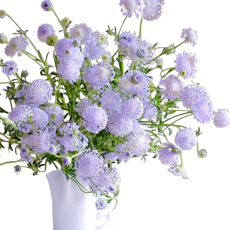 翠珠鮮花插花水養(yǎng)鮮切蕾絲花束裝飾婚禮家庭客廳云南基地直發(fā)速遞