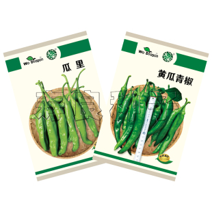 瓜里辣椒种子小青椒黄瓜味鲜椒生吃薄皮泡菜腌渍韩国蔬菜籽寿光孑
