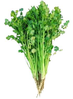 新鲜当季芫荽新鲜蔬菜