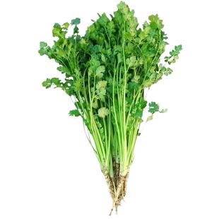 香菜新鲜当季芫荽山东铁杆香菜农家自种当季蔬菜现挖现发500g包邮
