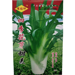 花芽甜麦菜种子秧苗高产苦麦菜苦麻菜青菜籽耐热耐寒四季蔬菜苗孑