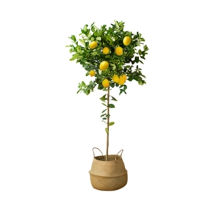 香水柠檬树盆栽绿植大型室内客厅落地植物阳台四季好养带果禄花卉