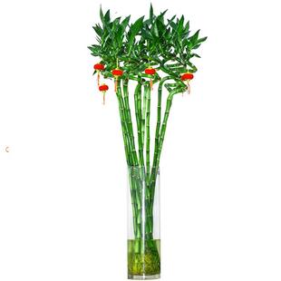 转运竹带根富贵竹水培植物弯竹开运文昌竹子盆栽客厅绿植招财水养