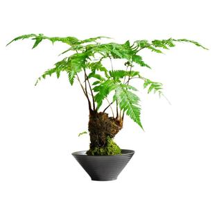 蓉城金叶子红灵蕨室内花园桌面耐阴网红常绿植物盆栽书房禅意好养