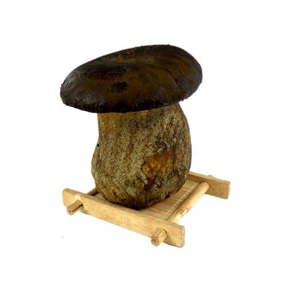 新鲜黑牛肝菌食用菌菇