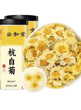 桐乡杭白菊头采新花大朵饱满