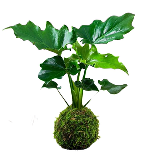 水培春羽苔藓球植物托盘室内办公桌四季好养活喜阴绿植造景小天使