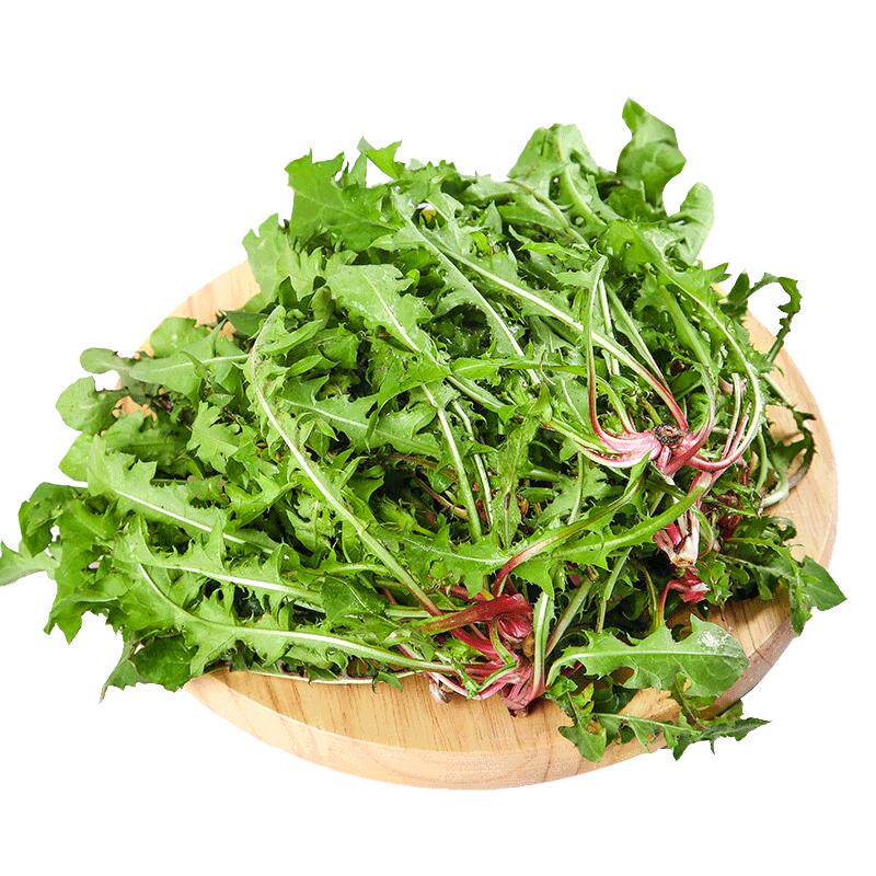 新鲜蒲公英现挖山野菜花鲜嫩叶草东北蘸酱菜纯菜野生苦菜婆婆丁