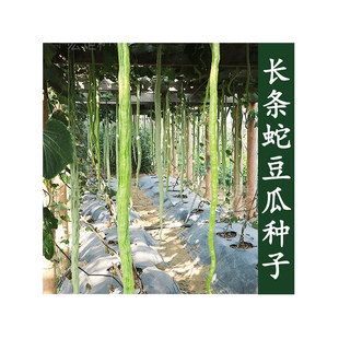 豆角种子大全四季豆豇豆芸豆四季豆角种籽四季可播蔬菜种子大全