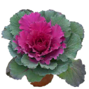 花叶绿萝雪花葛杏叶藤心叶藤盆栽植物室内四季常绿净化空气耐阴