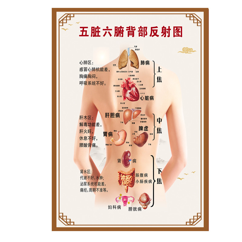 养生馆美容院五脏六腑背部反射图