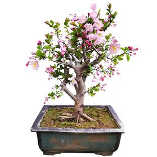 四季海棠花盆栽垂丝海棠树苗盆景老桩阳台庭院好养室内花卉绿植物