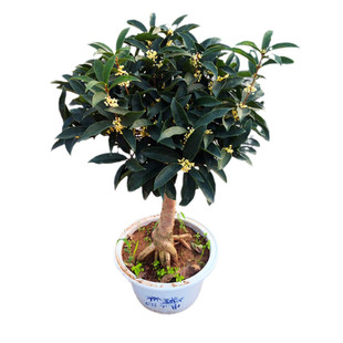 天香台阁桂花盆栽树苗流苏嫁接日香桂佛顶株矮化桩景香浓四季开花