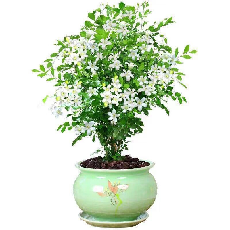 驱蚊虫九里香浓香型花卉盆栽四季开花客厅阳台绿植物室内绿萝好养