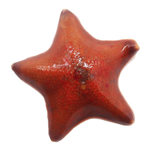 【海燕海星】宠物海星活体～小海星迷你海洋生物桌面派大星满天星