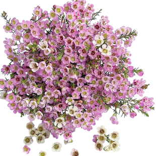 腊梅鲜花云南基地直发水养红色花束四季家养昆明批真花配草速递