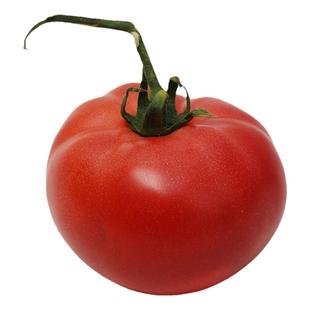 老品种番茄种子种籽普罗旺斯西红柿苗菜苗孑秧苗寿禾种业蕃茄苗树