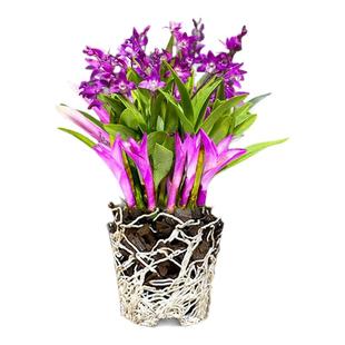 七彩香水石斛兰花兰好养绿植浓香型石斛改善睡眠绿植净化空气