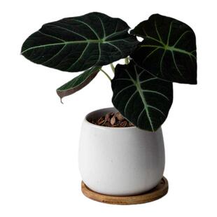 Caribbean 黑天鹅绒海芋 北欧ins风植物 网红绿植 室内桌面盆栽