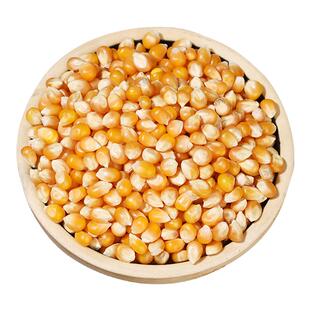 2025新米东北黑龙江非转基因球形爆米花专用玉米大粒苞米老式自制