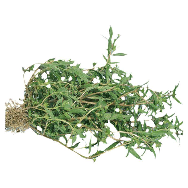 新鲜现采时生墨旱莲中草药旱莲草