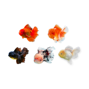 精品百褶泰狮兰寿红狮金鱼活鱼冷水淡水鱼鱼苗观赏鱼新手好养耐活