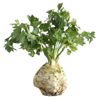 根芹种子芹菜蔬菜盆栽青菜四季