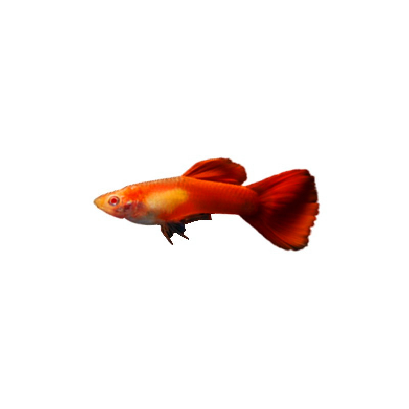 植素源水族孔雀鱼精选纯种公母