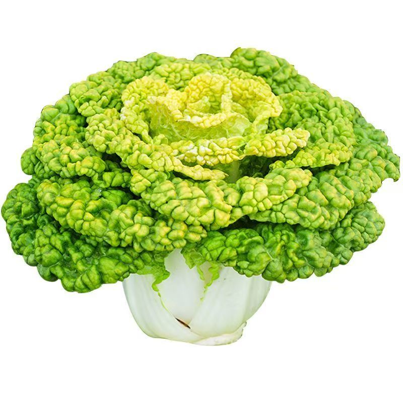 耐寒黄心乌塌菜黄心菜菊花心菜大家庭园艺种子
