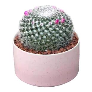 大玉翁仙人球开花多肉植物室内外好养桌摆办公室电脑阳台懒人花卉