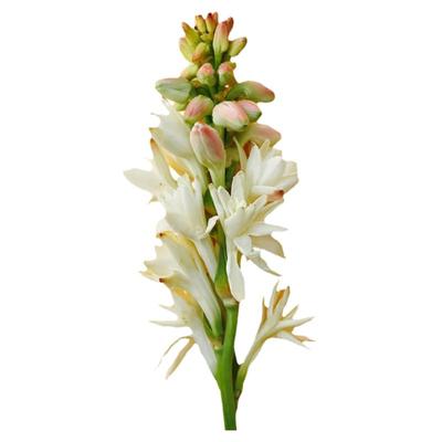 晚香玉白色重瓣裸球花园阳台庭院