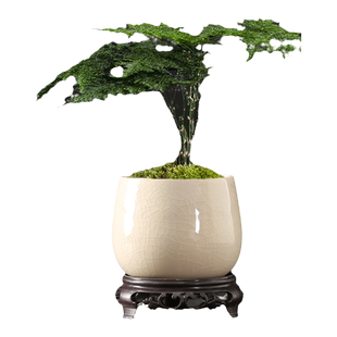 哥窑多肉花盆带托盘特价简约绿植文竹菩提小叶九里香小榕树微景观