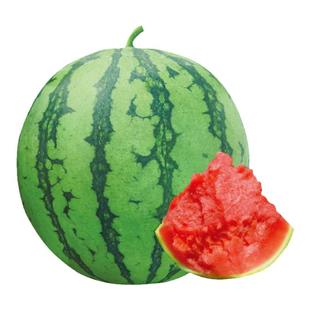 春季蔬菜种子春播疏菜种籽籽种各种菜子白菜孑适合春天种的菜种子