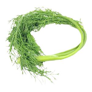 小茴香菜新鲜包邮时令绿色蔬菜新鲜农家特产茴香苗坏单包赔不带根