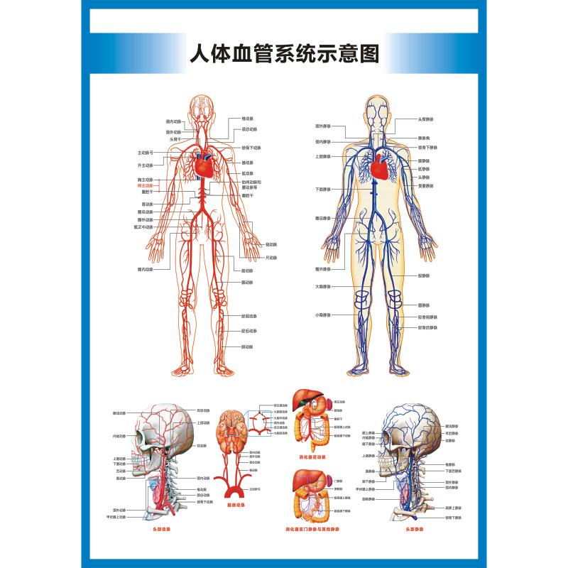 动脉静脉血管图血管系统图人体血液循环系统图头部四肢血管挂图