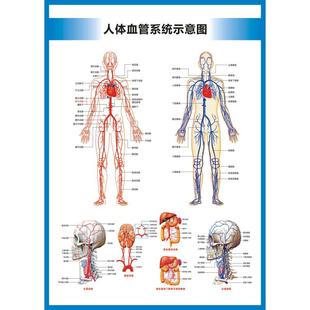 动脉静脉血管图血管系统图人体血液循环系统图头部四肢血管挂图