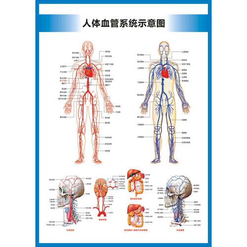 动脉静脉血管图血管系统图人体血液循环系统图头部四肢血管挂图