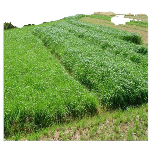 进口耐寒牧草种子多年生黑麦草种子四季常青鸡鸭鹅猪牛羊鱼草种籽
